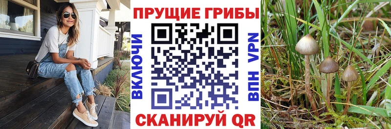 Купить где  Вологда  Галлюциногенные грибы Psilocybe 
